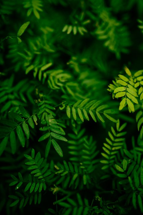 Native foliage and reforestation