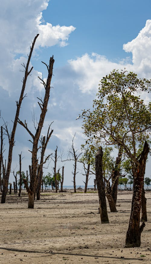 Climate Action