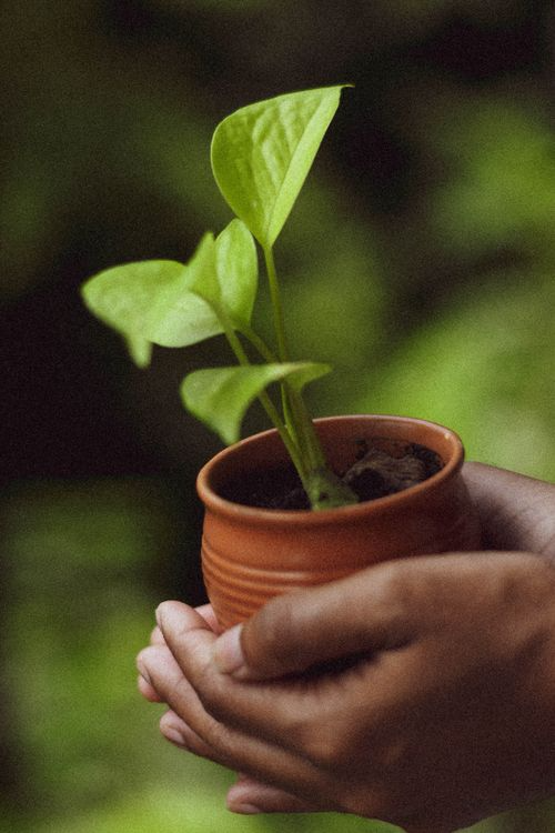 Environmental Conservation